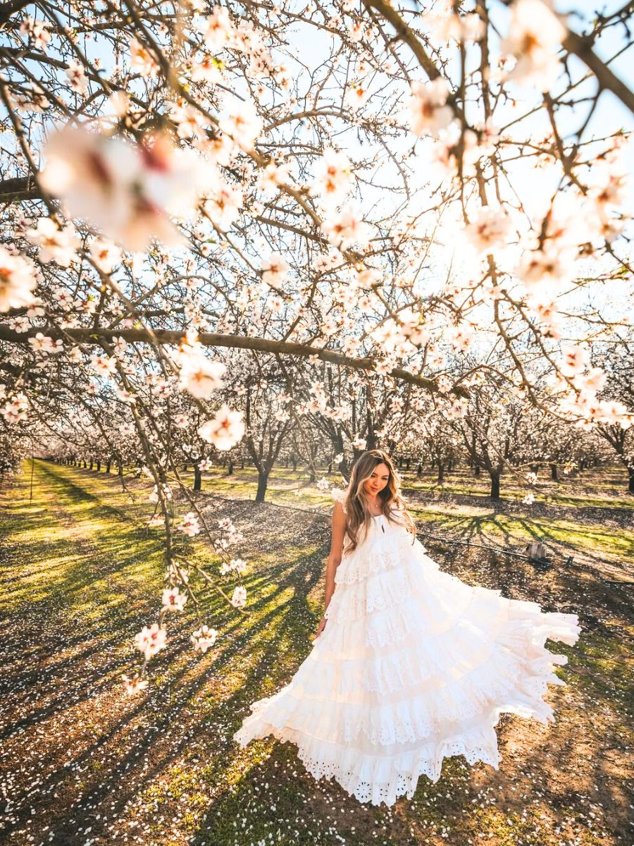 Blooming Almond Orchards