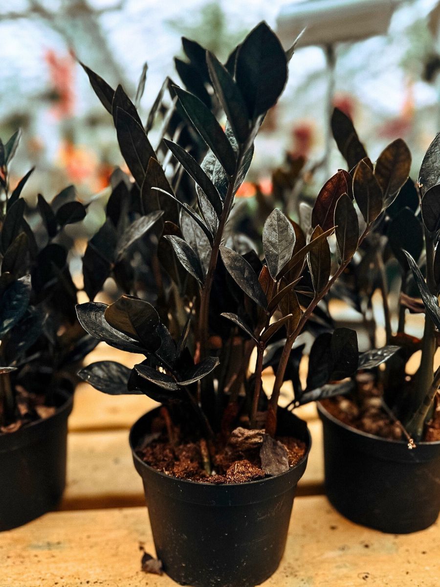 These Popular Houseplants Are Hot on Instagram Right Now