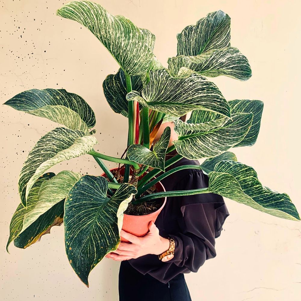 Popular Houseplants Hot on Instagram Right Now