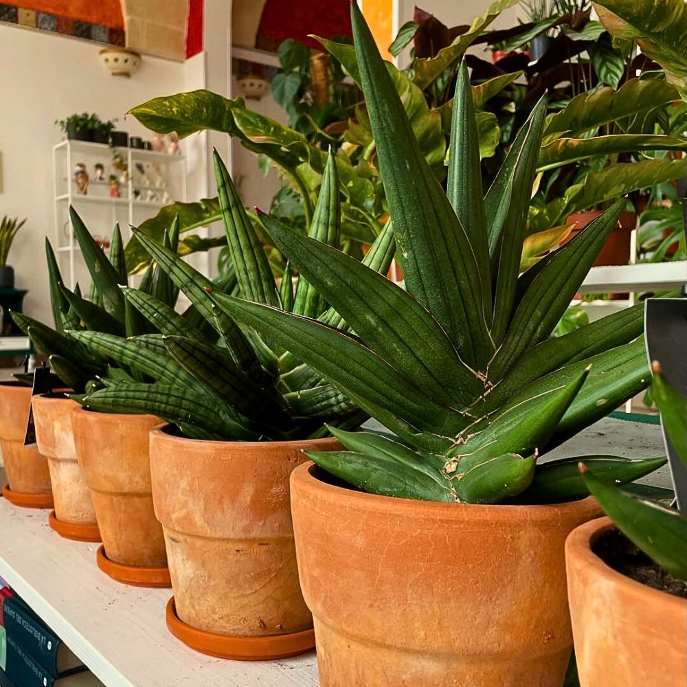 These Popular Types of Houseplants Are Hot on Instagram Right Now