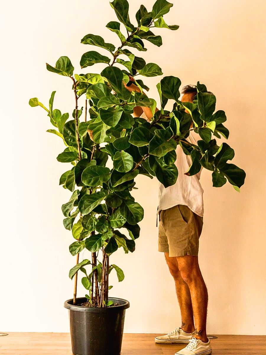 These Popular Types of Houseplants Are Hot on Instagram Right Now