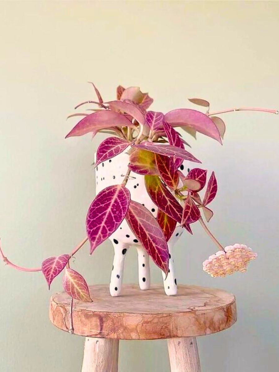 These Popular Types of Houseplants Are Hot on Instagram Right Now