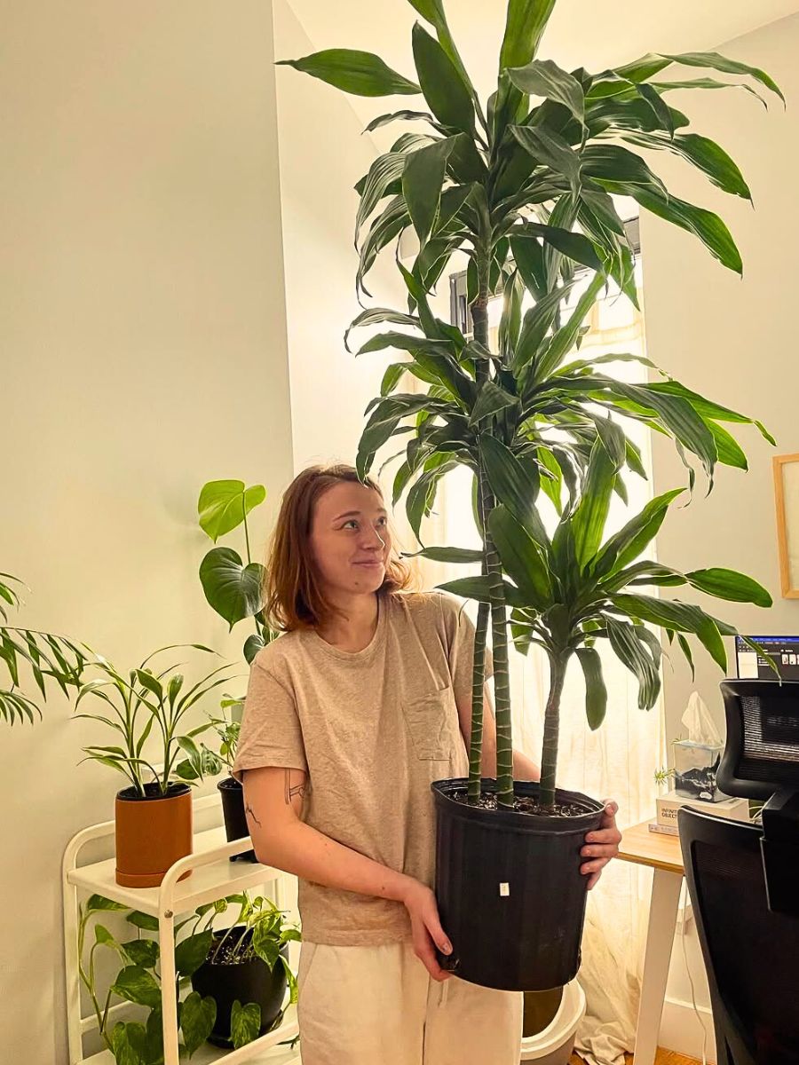 These Popular Types of Houseplants Are Hot on Instagram Right Now