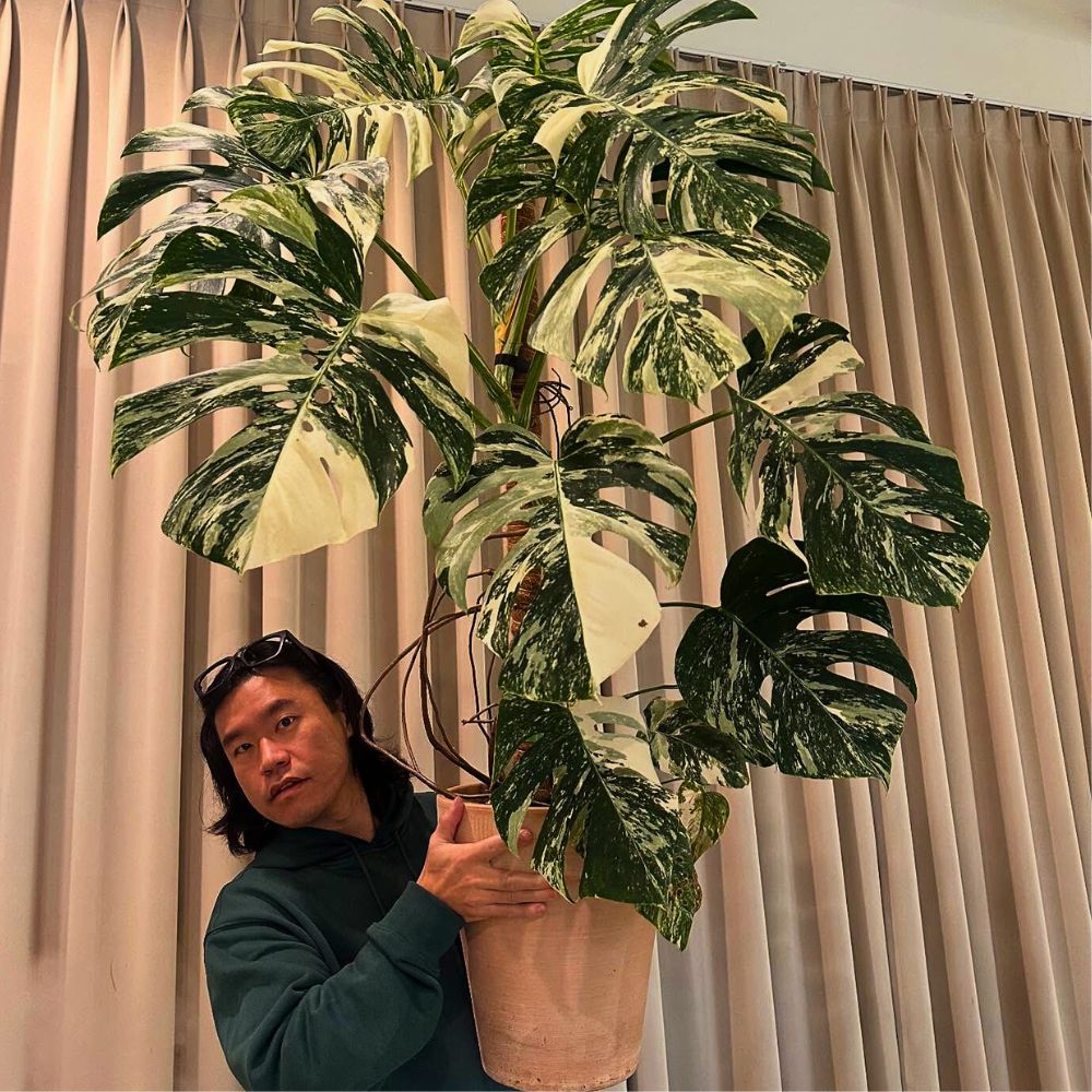 These Popular Types of Houseplants Are Hot on Instagram Right Now