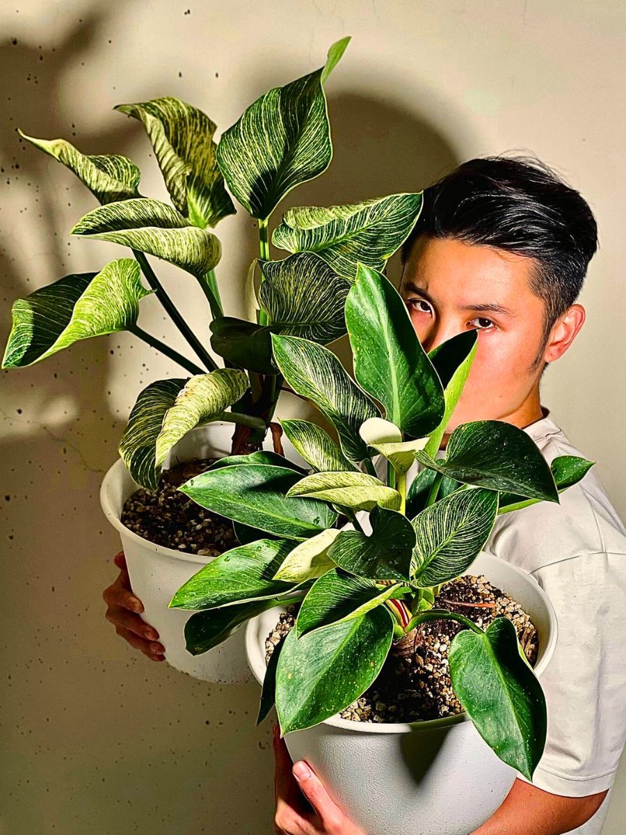 These Popular Types of Houseplants Are Hot on Instagram Right Now