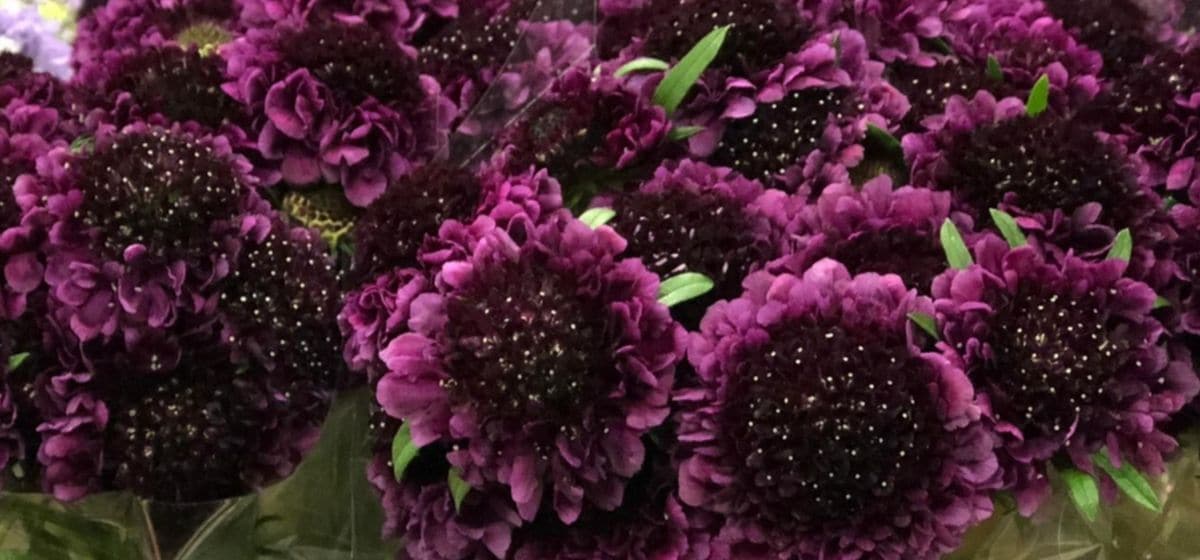 Scabiosa atropurpurea velvet scoop - Cut Flowers - on Thursd for Peter's weekly Menu