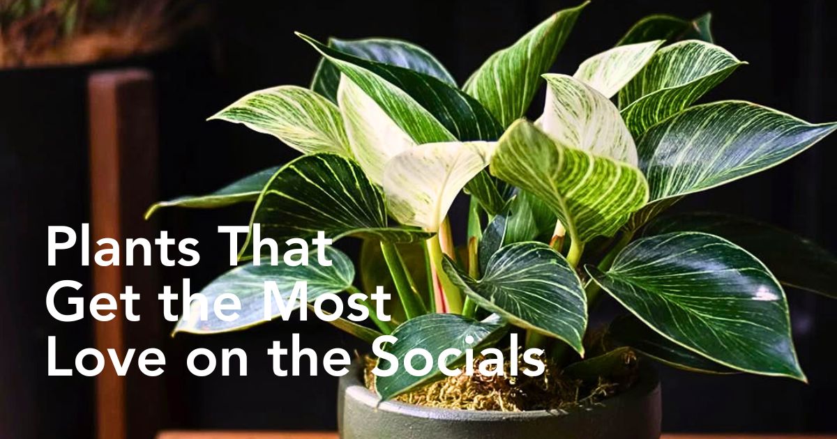 These Popular Types of Houseplants Are Hot on Instagram Right Now