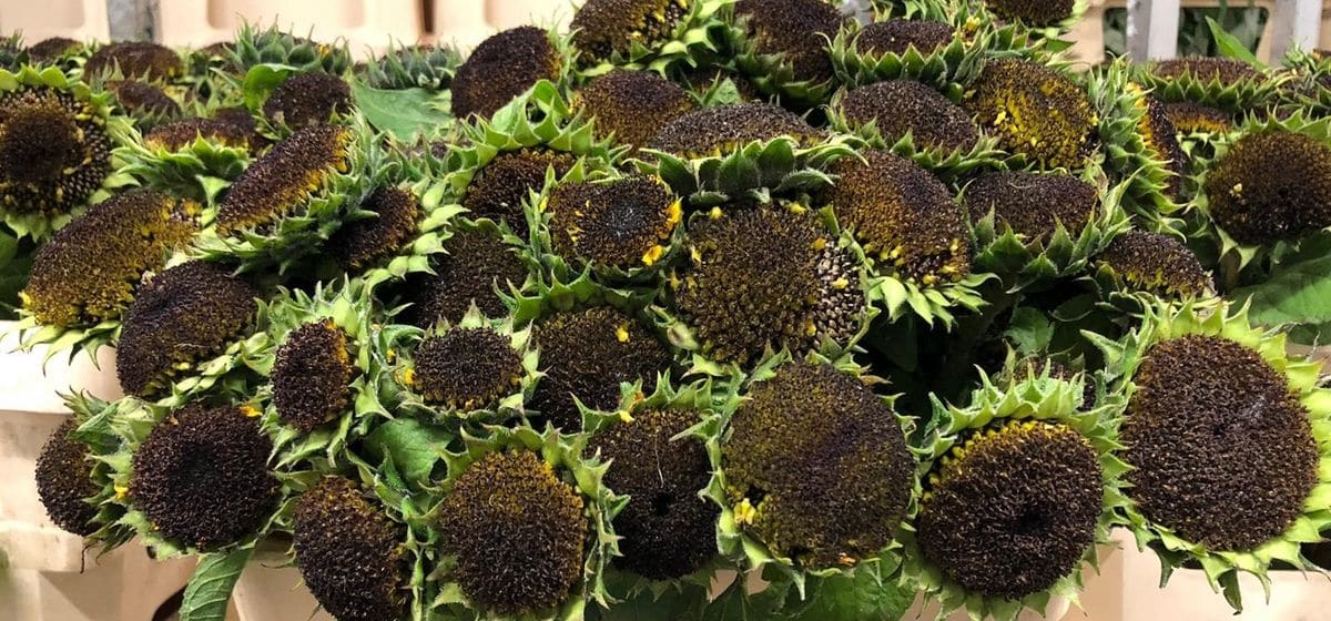 Helianthus Seed stems - Cut Flowers - on Thursd for Peter's weekly Menu