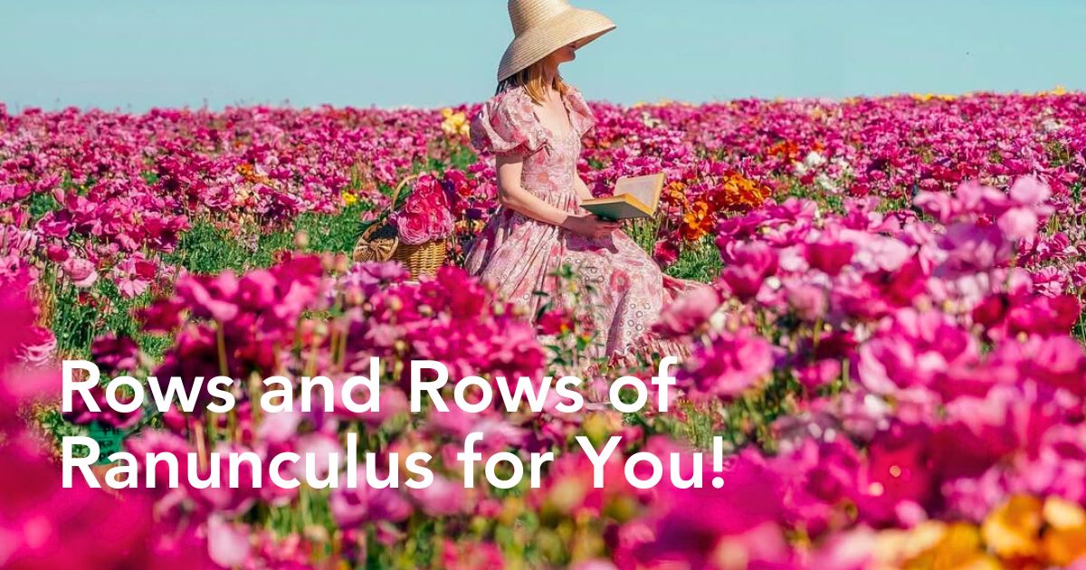 Ranunculus flower fields at Carlsbad