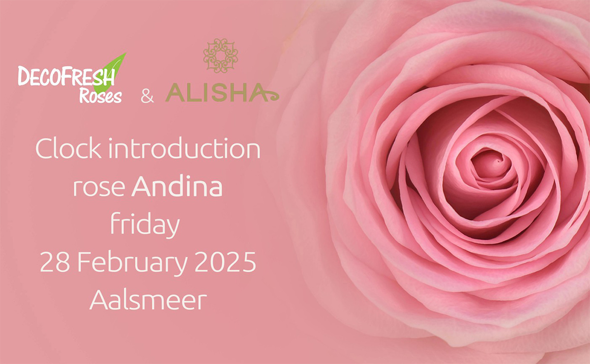 Rose Andina by Decofresh and Alisha