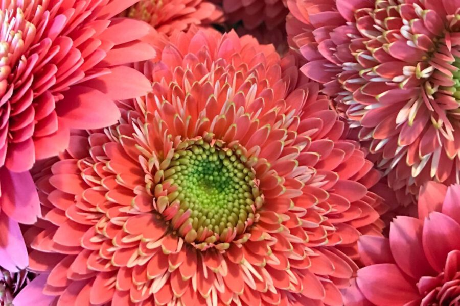 Flowers and their Characteristics For Mom - Gerbera - Regine Motmans - on Thursd