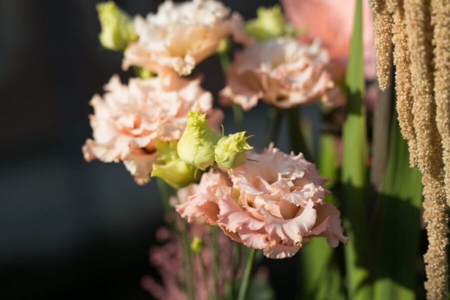 Flowers and their Characteristics For Mom - Lisianthus - Regine Motmans - on Thursd