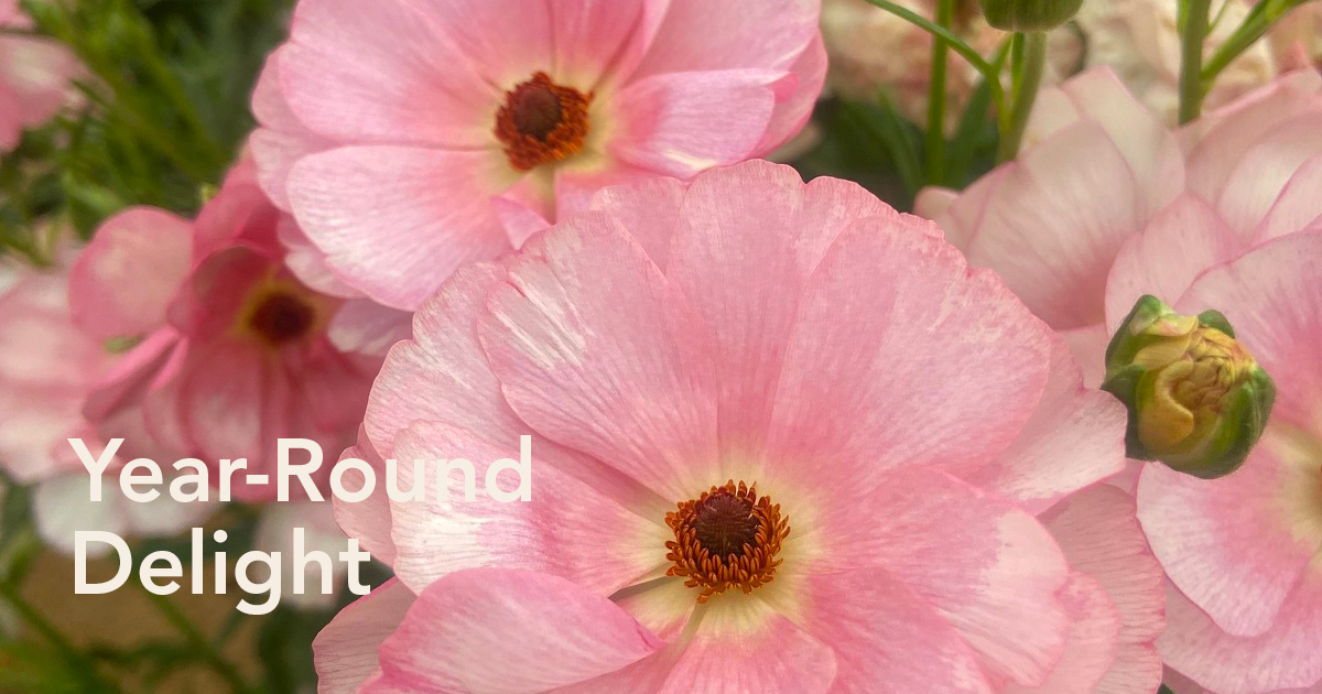Delightful Bouquet of Light Pink Ranunculus