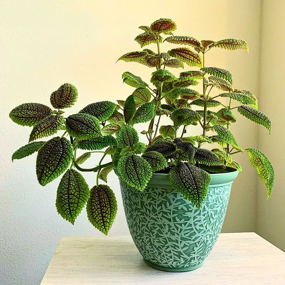 The Moon Valley Friendship Plant potted and kept on a desk