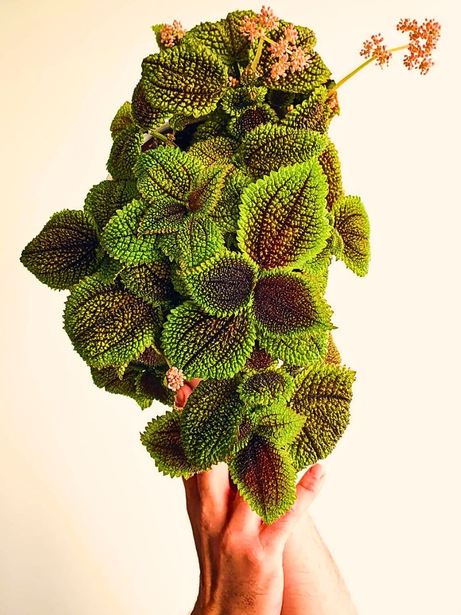 a person holding and displaying the beautiful leaves of the Moon Valley Friendship Plant