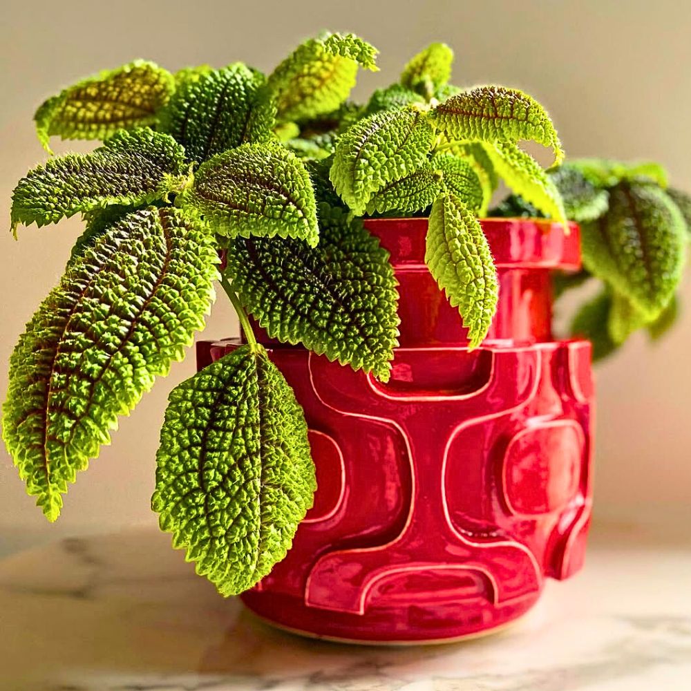 The Moon Valley Friendship Plant Also Known as Pilea Mollis