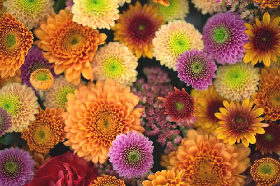 Flowers and their Characteristics For Mom - Chrysanthemum - Regine Motmans - on Thursd