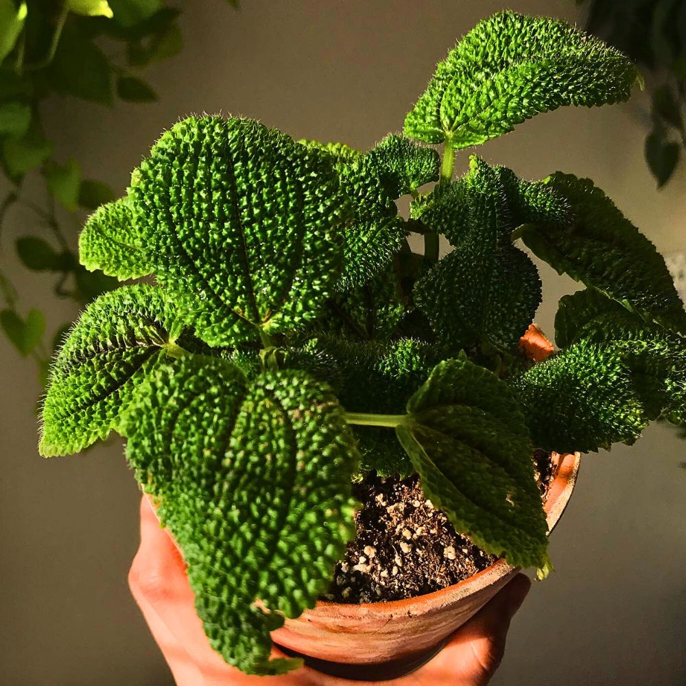 leaves of the Moon Valley Friendship Plant exhibiting their beautiful shades in sunlight