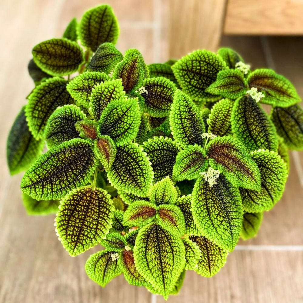 top view of the Pilea Mollis leaves