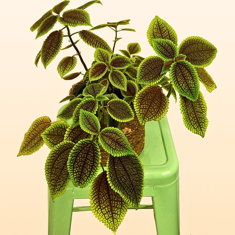 Pilea mollis plant potted, kept on a plastic stool