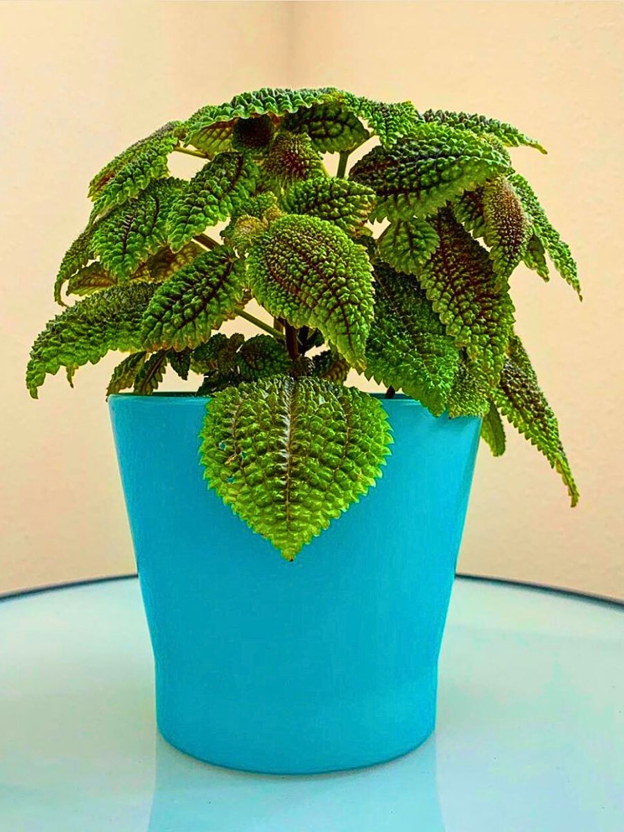 The Moon Valley Friendship Plant Also Known as Pilea Mollis