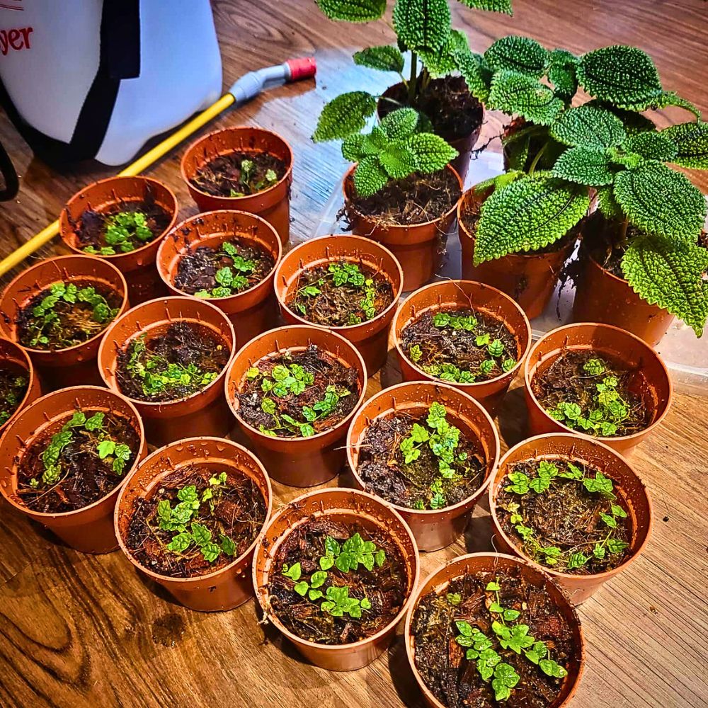 several pots growing small Moon Valley Friendship Plant