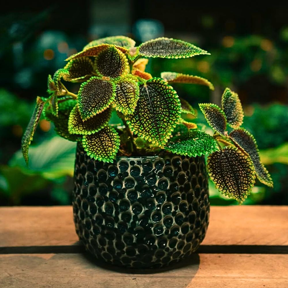 Moon Valley Friendship Plant kept in a pot with shades matching the leaves