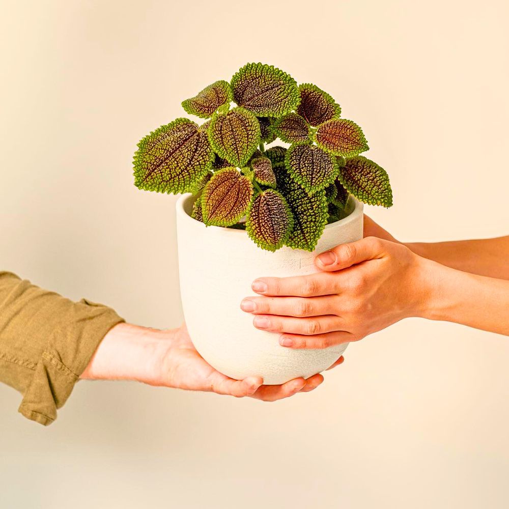 a person holding the Moon Valley Friendship Plant pot and posing as if giving it to another person