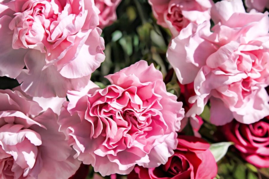 Flowers and their Characteristics For Mom - Carnations - Regine Motmans - on Thursd