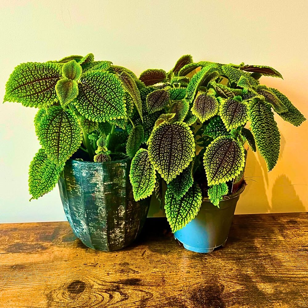 Potted Pilea Moon Valley kept on a shelf-like space