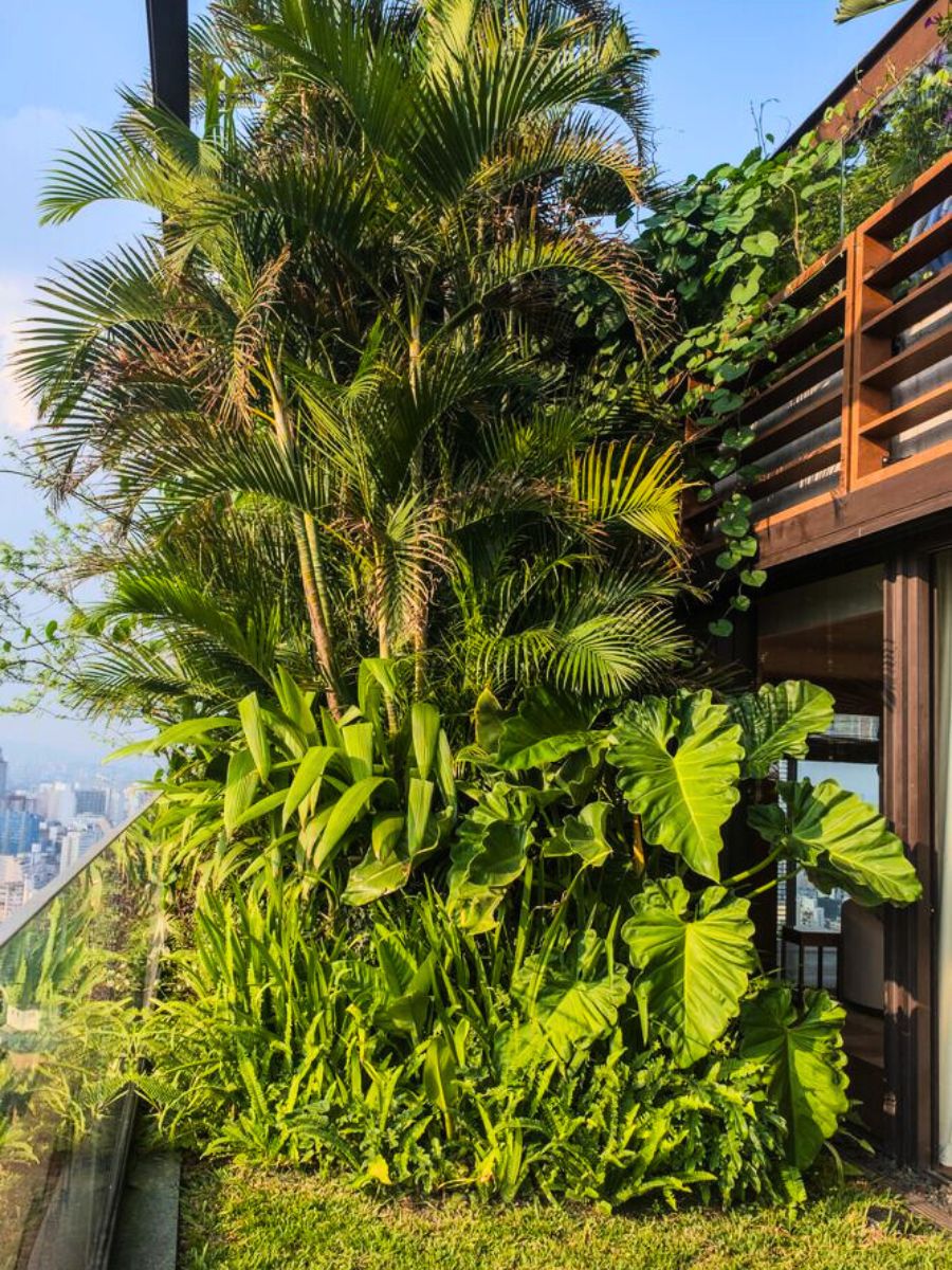 Palms and Alocasia plants