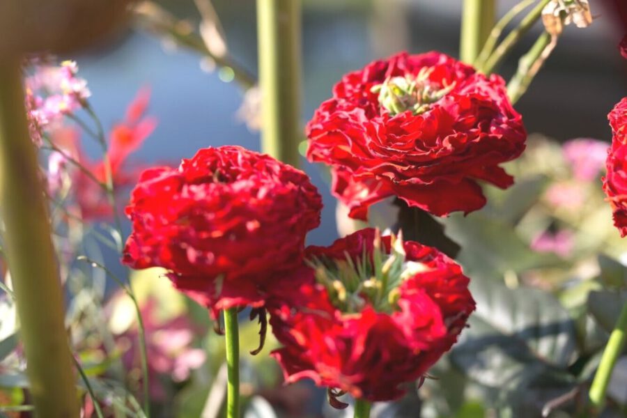Flowers and their Characteristics For Mom - Roses - Regine Motmans - on Thursd