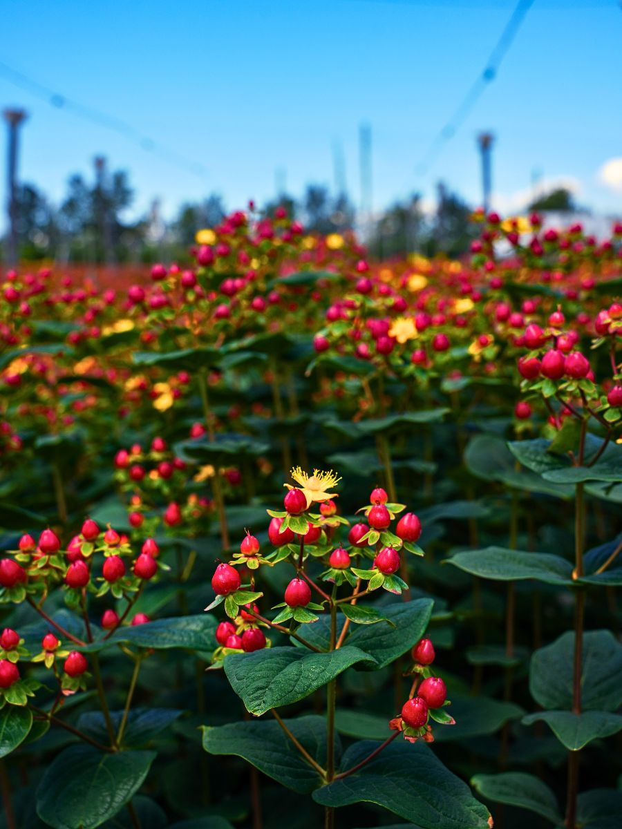 Adomex Works With Kenyan Grower Benev Flora to Get You the Finest Hypericum Through the OrcaFloral Assortment.