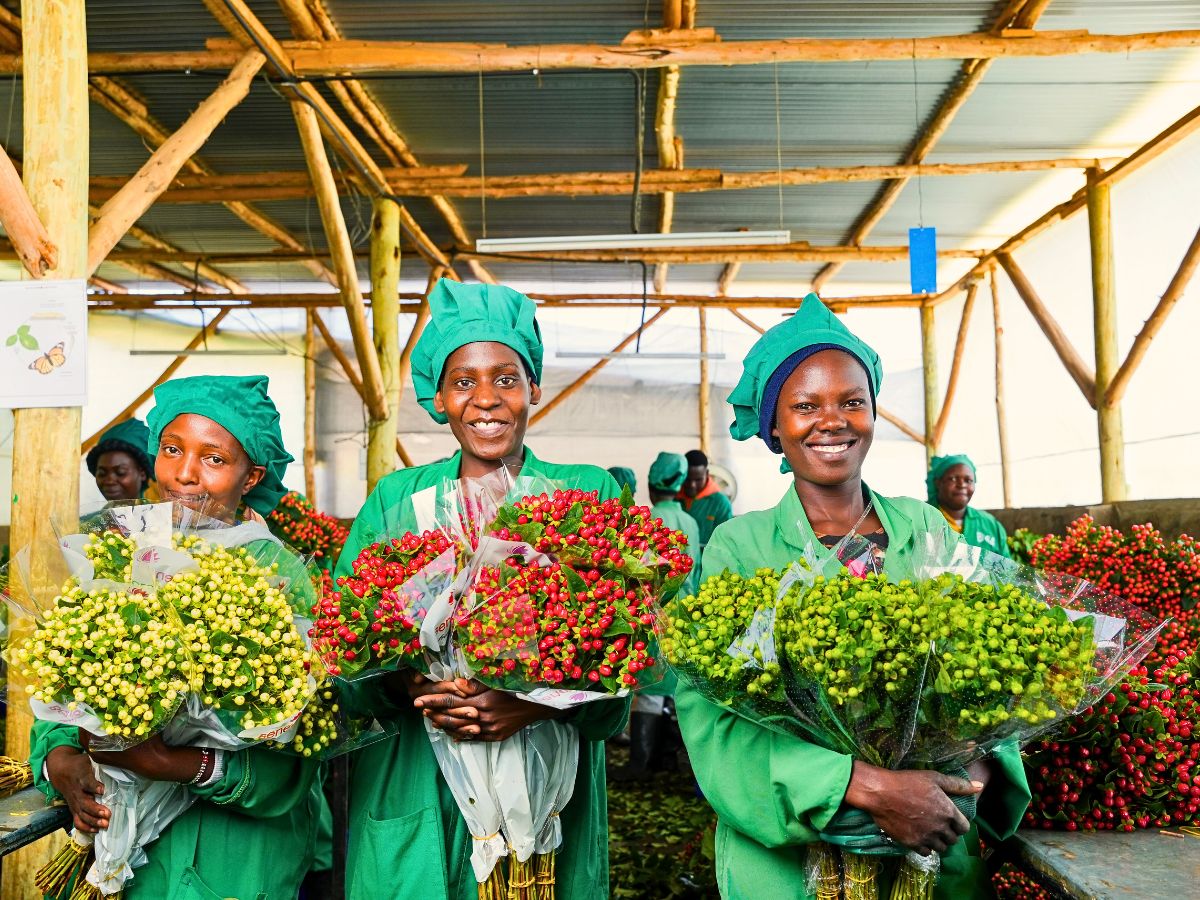 Adomex Works With Kenyan Grower Benev Flora to Get You the Finest Hypericum Through the OrcaFloral Assortment.