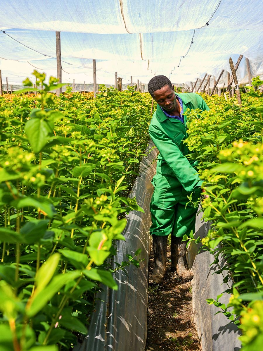 Adomex Works With Kenyan Grower Benev Flora to Get You the Finest Hypericum Through the OrcaFloral Assortment.