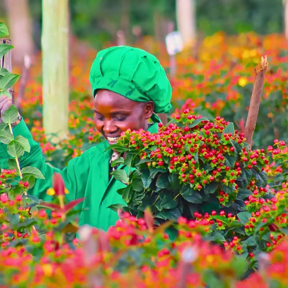 Adomex Works With Kenyan Grower Benev Flora Ltd to Get You the Finest Hypericum Through the OrcaFloral Assortment.