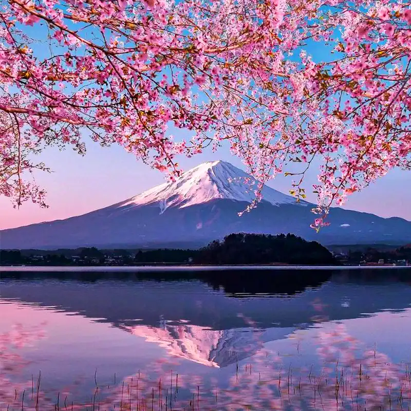 Cherry Blossom Tree or Sakura visit Japan feature