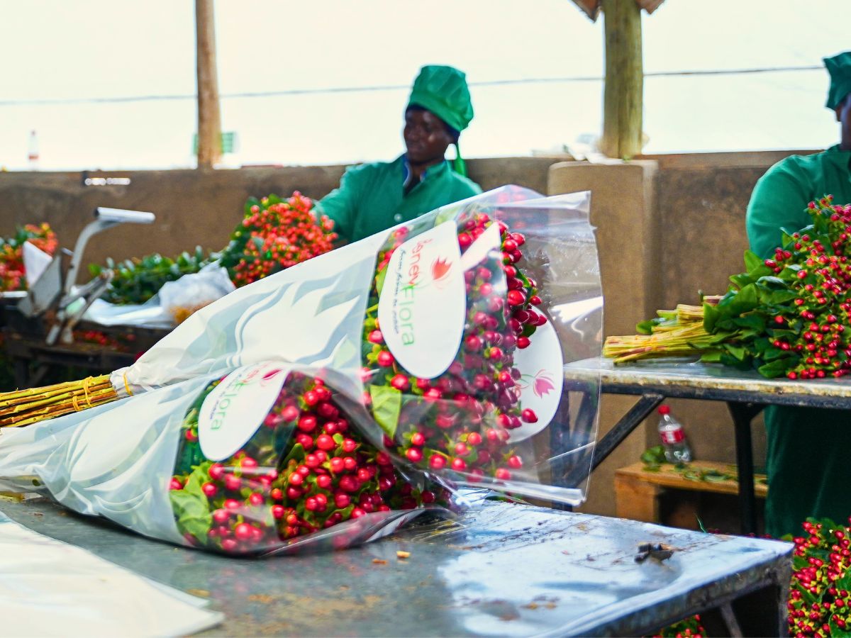 Adomex Works With Kenyan Grower Benev Flora Ltd to Get You the Finest Hypericum Through the OrcaFloral Assortment.