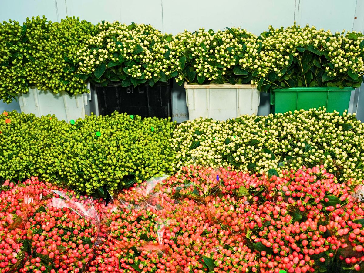 Adomex Works With Kenyan Grower Benev Flora Ltd to Get You the Finest Hypericum Through the OrcaFloral Assortment.