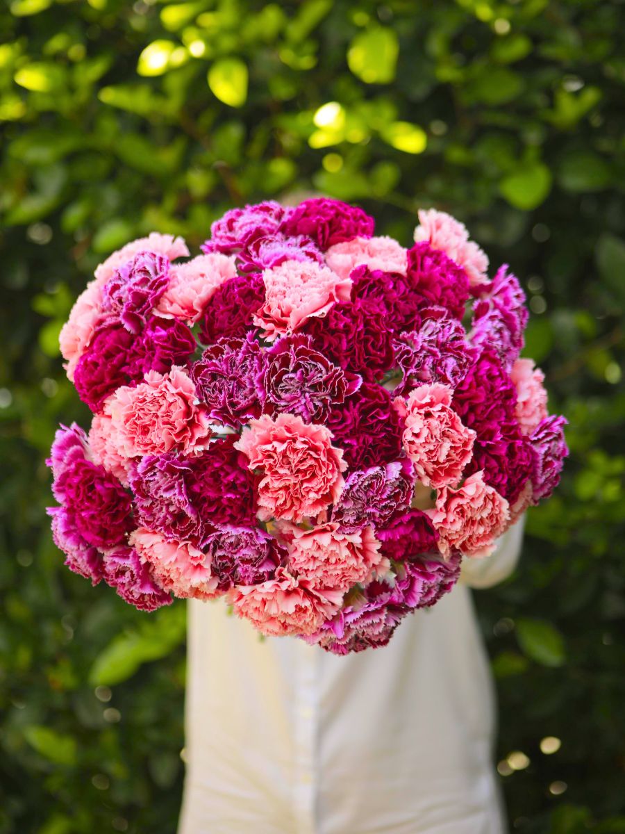 Gorgeous colorful carnations