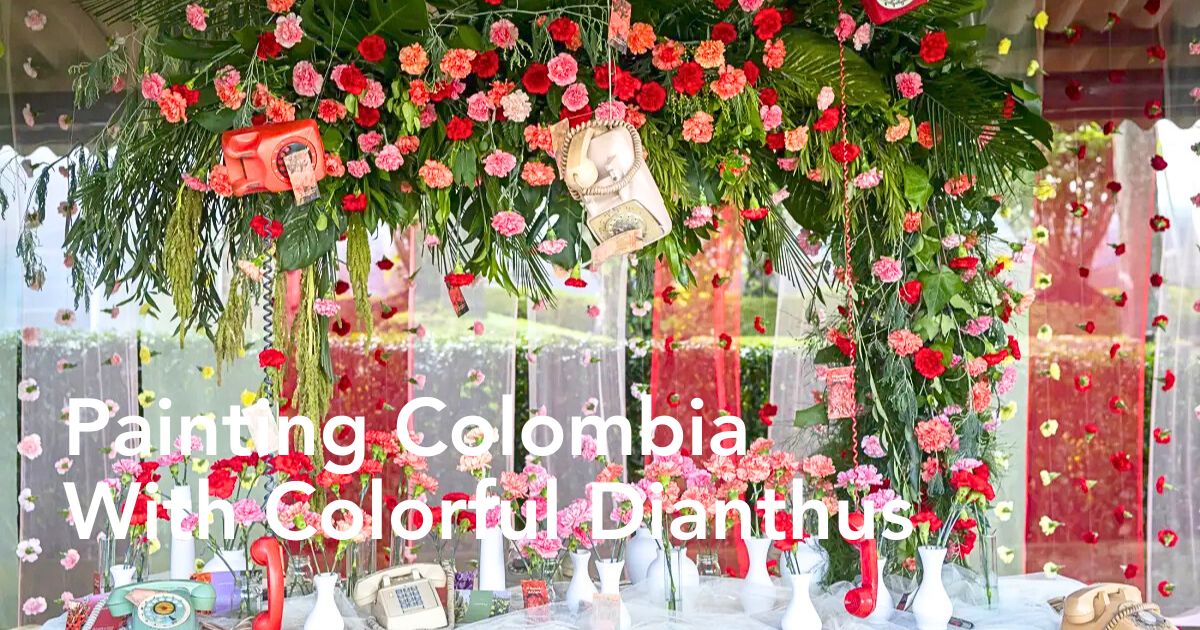 Dianthus Week Colombia