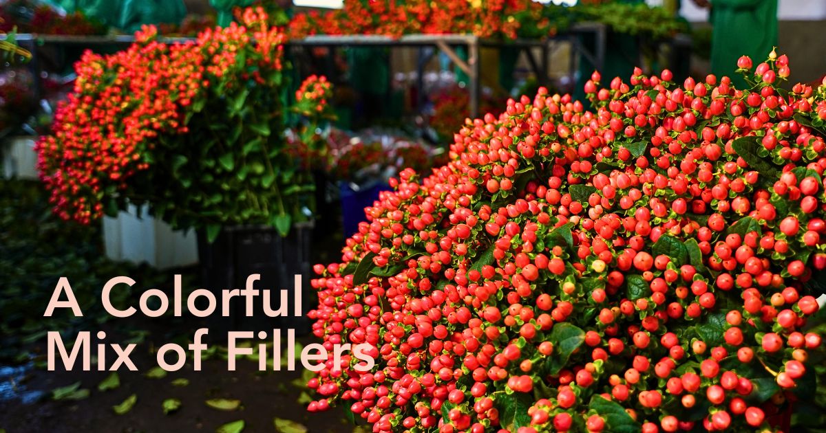 Adomex Works With Kenyan Grower Benev Flora Ltd to Get You the Finest Hypericum Through the OrcaFloral Assortment.