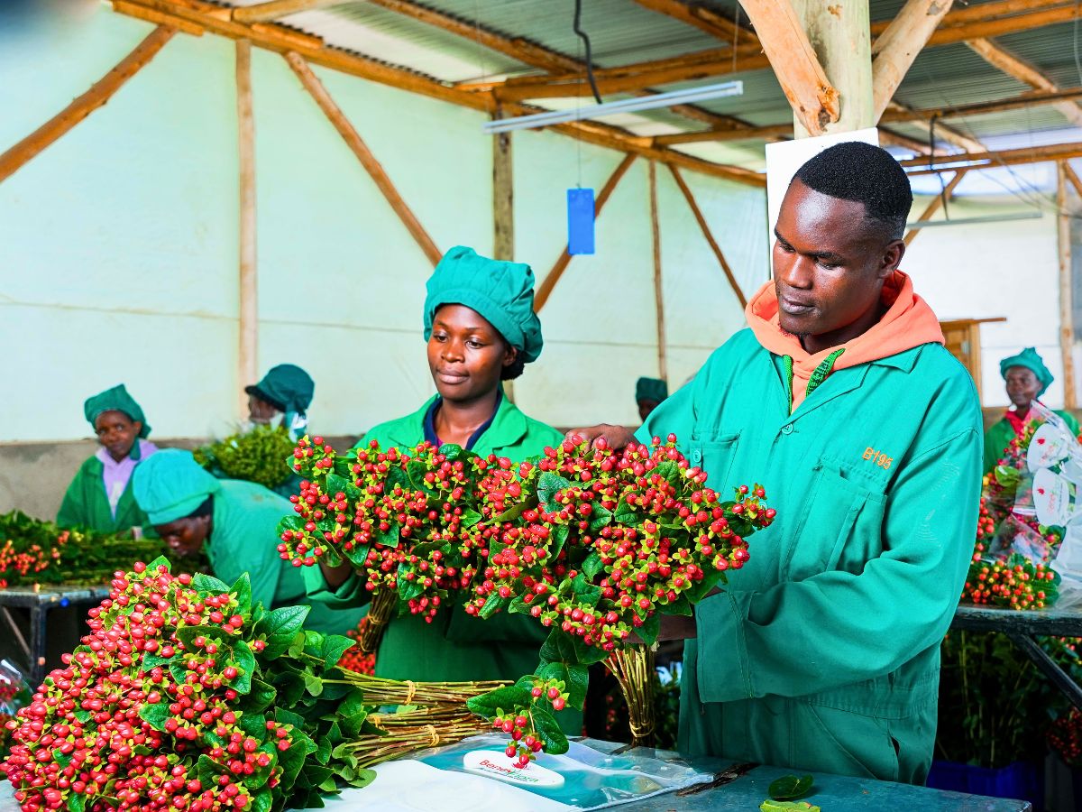 Adomex Works With Kenyan Grower Benev Flora Ltd to Get You the Finest Hypericum Through the OrcaFloral Assortment.