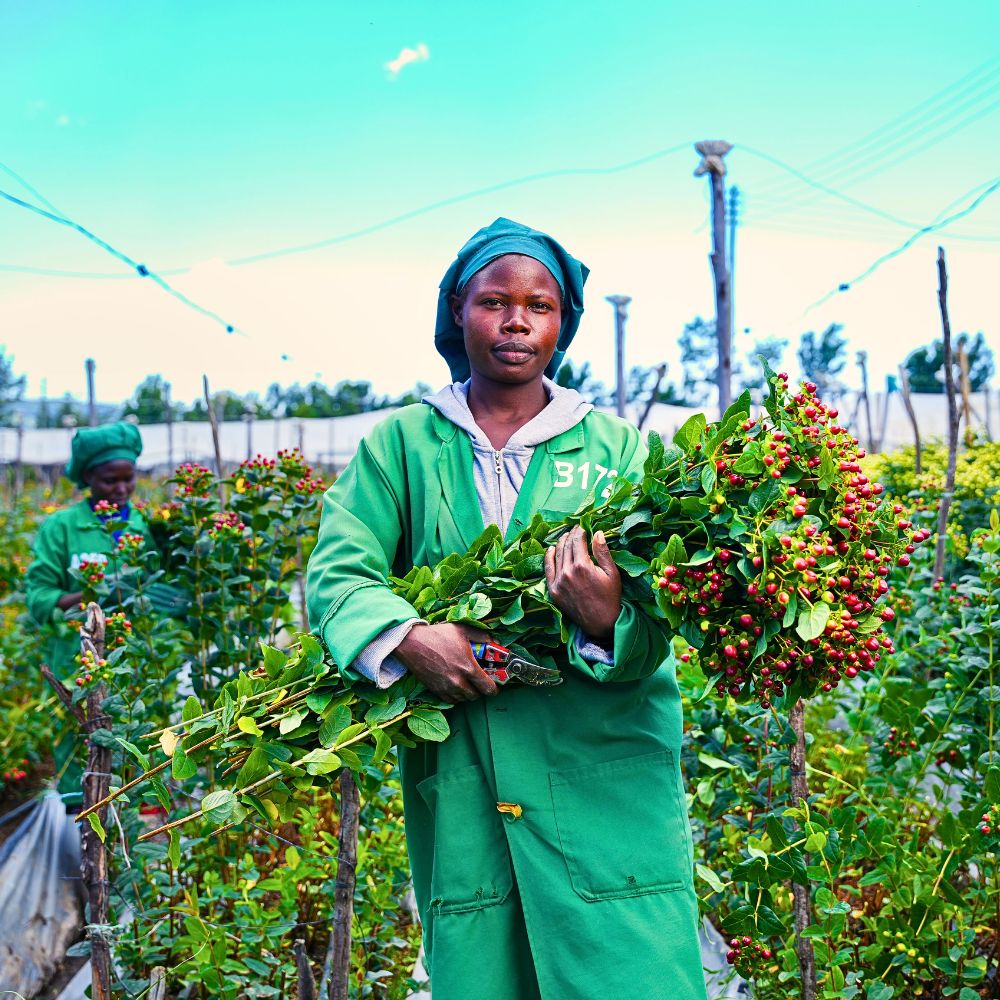 Adomex Works With Kenyan Grower Benev Flora Ltd to Get You the Finest Hypericum Through the OrcaFloral Assortment.