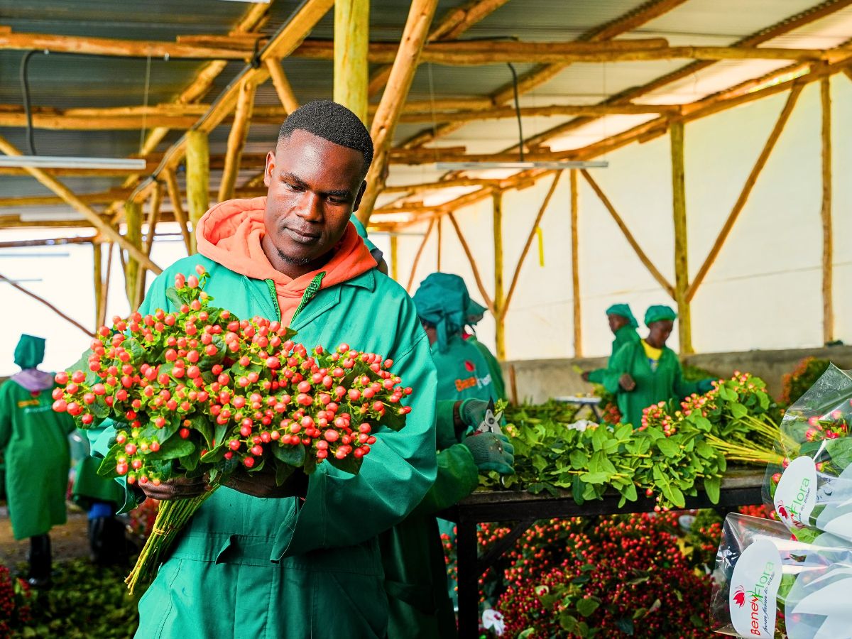 Adomex Works With Kenyan Grower Benev Flora Ltd to Get You the Finest Hypericum Through the OrcaFloral Assortment.