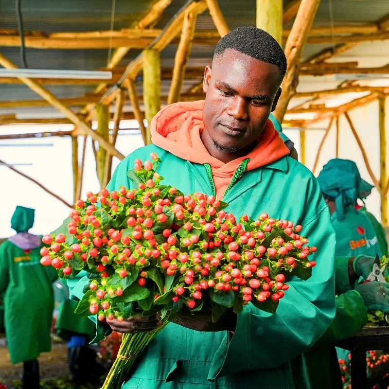 Adomex Works With Kenyan Grower Benev Flora Ltd to Get You the Finest Hypericum Through the OrcaFloral Assortment.