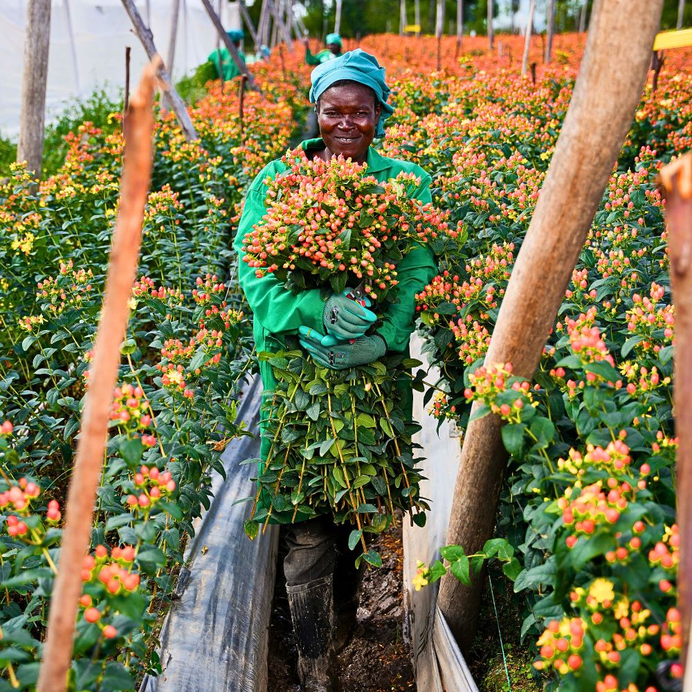 Adomex Works With Kenyan Grower Benev Flora Ltd to Get You the Finest Hypericum Through the OrcaFloral Assortment.