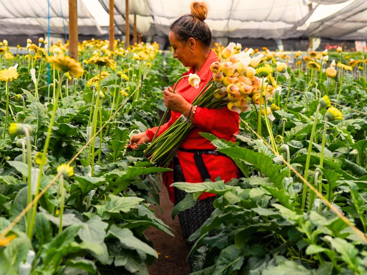 Here’s How Sustainabloom Empowers Floriculture Sustainability