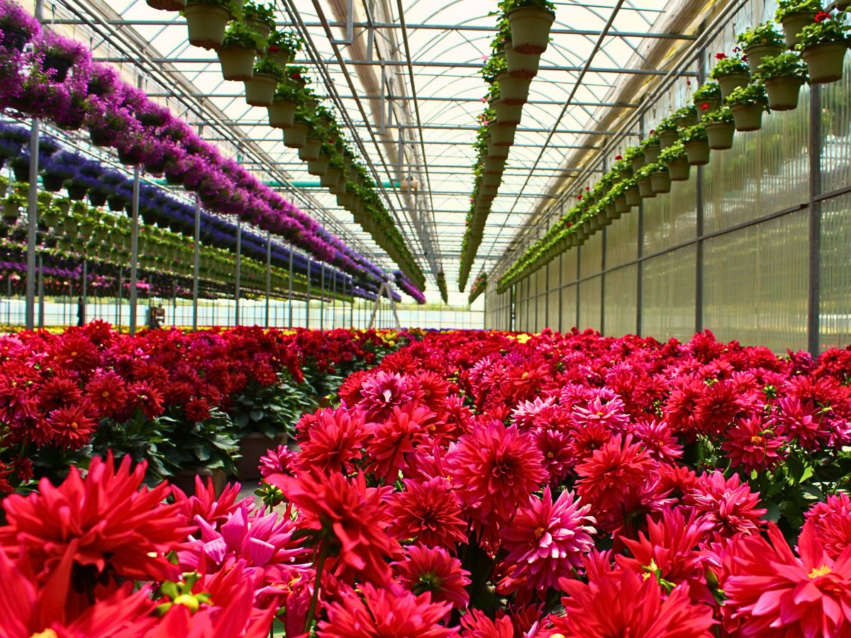 How Sustainabloom Empowers Floriculture Sustainability