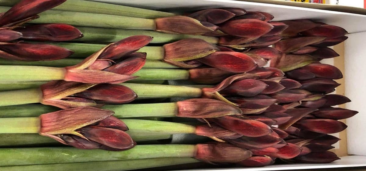 Hippeastrum (Amarylles) Lilliput - Cut Flowers - on Thursd for Peter's weekly Menu